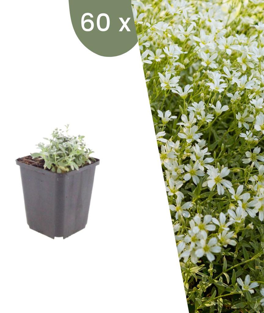 Plants by Frank | 60 Filziges Hornkraut Pflanzen | Produktbild 