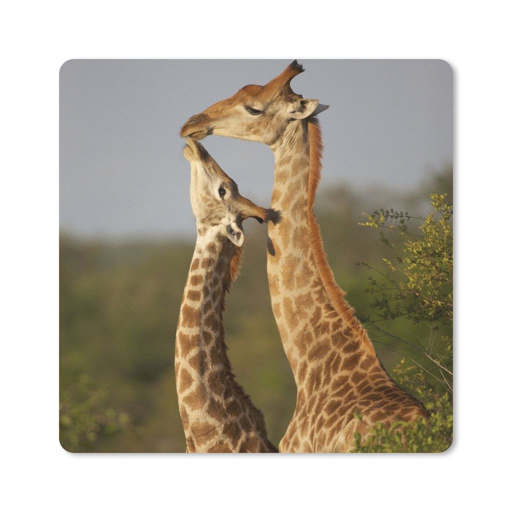 MuchoWow Mauspad Mousepad Giraffe - Baum - Kalb - Porträt 30x30 cm - Mousepads - Maus Mat - Pad - Mausunterlage - Gaming