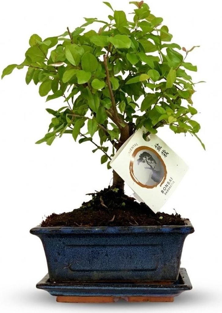 Bonsai Baum mit kugelförmiger Krone Höhe 25–30cm – Klassischer Miniaturbaum in dekorativer Keramikschale – Elegante Zimmerpflanze für Wohn...