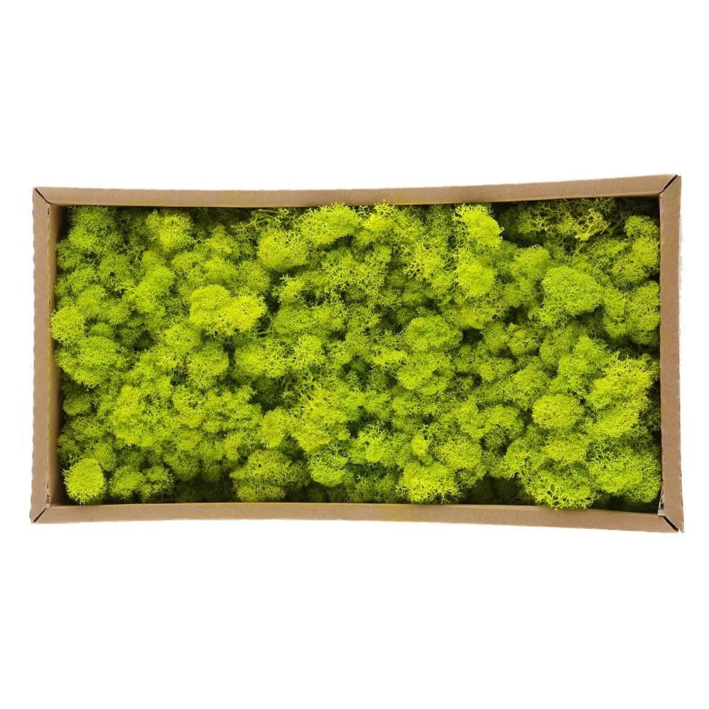 Mousse décorative conservée naturellement pour tableau végétal DIY - 4