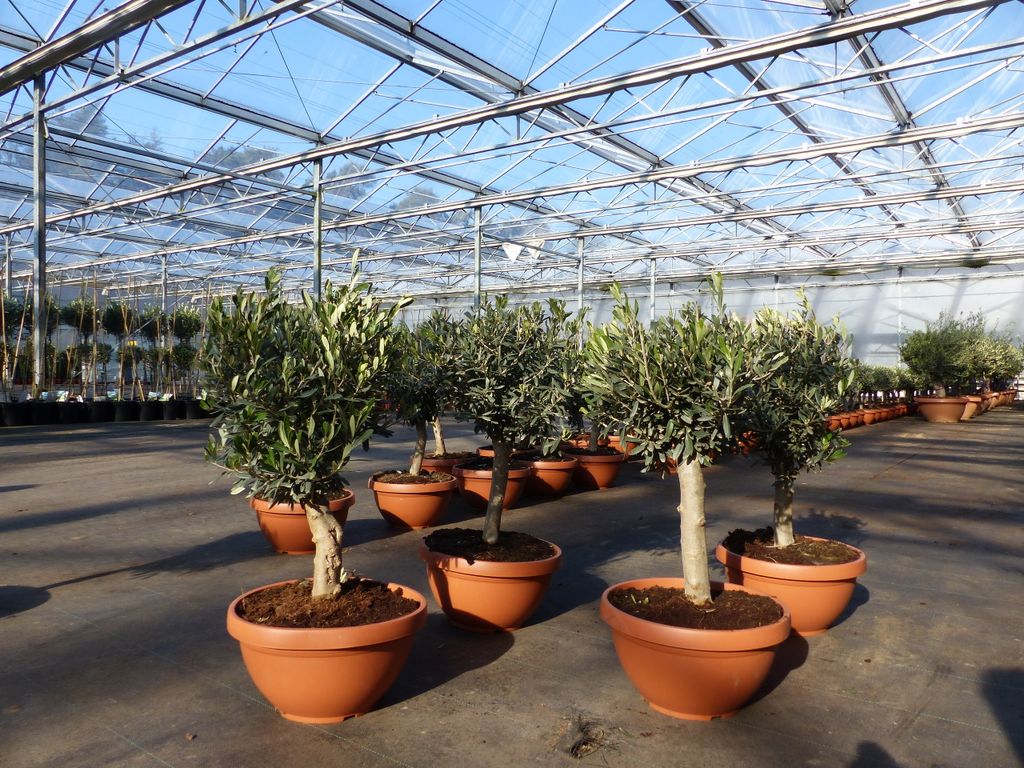 Olivenbaum Bonsai 70 - 90 cm Formgehlz, Olive winterhart,