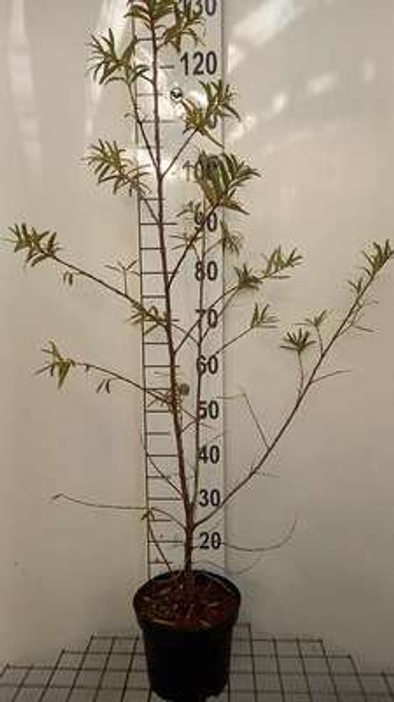 Hippophae rham. 'Hergo' - Sanddorn 50- 60 cm Container