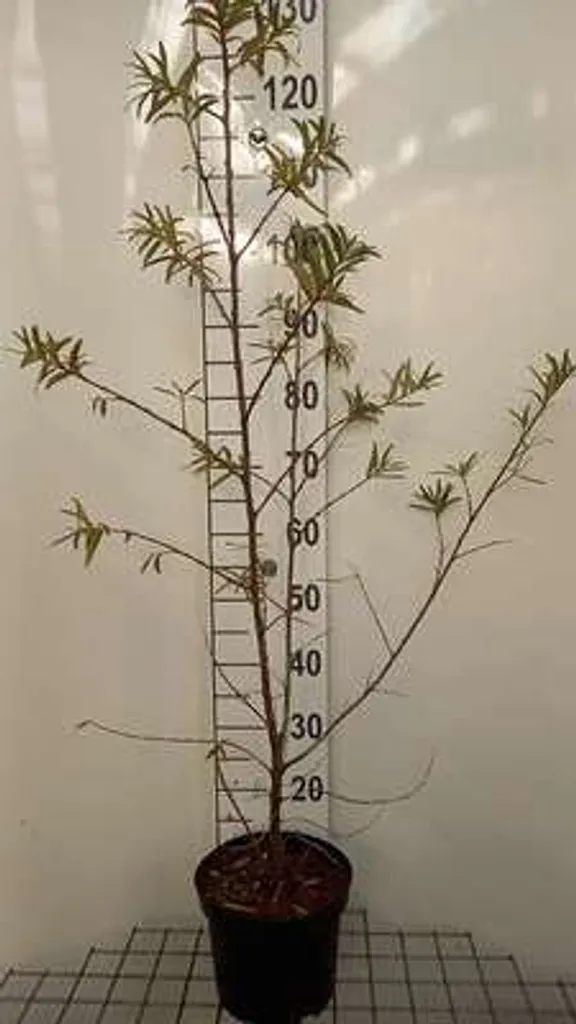 Argousier Hergo contre l'érosion du sol - Plant rustique de 50-60 cm