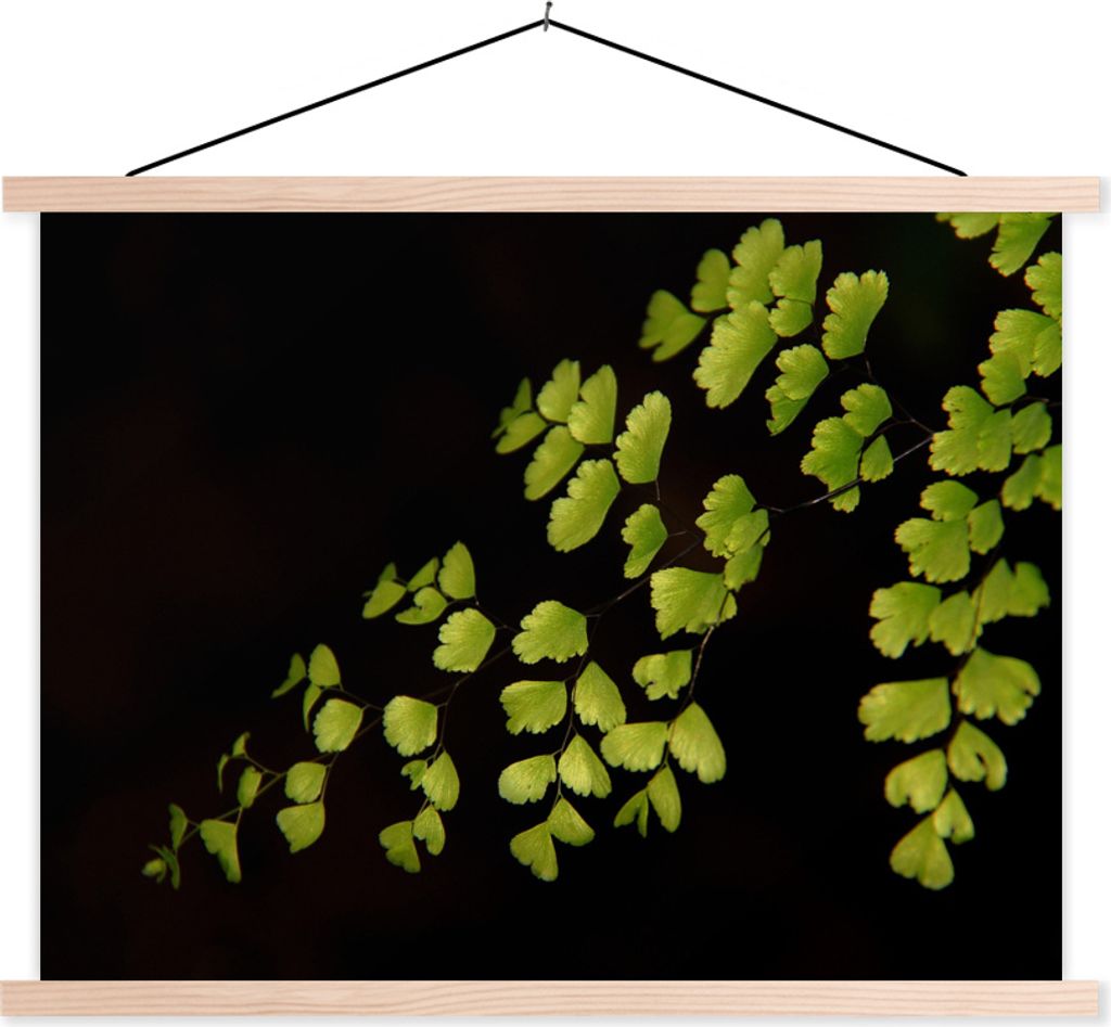 MuchoWow Textilposter Mehrere Venus Haar Blätter auf einem schwarzen Hintergrund 60x45 cm mit holzfarbenen Rahmen - Bild