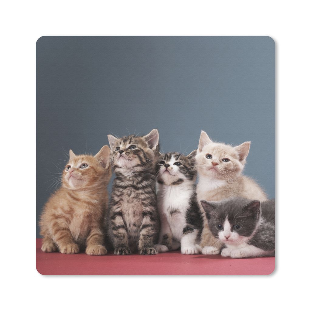 MuchoWow Mauspad Mousepad Kätzchen - Blau - Rosa - Mädchen - Kinder - Jungen - Kind 20x20 cm - Mousepads - Maus Mat - Pad - Mausunterlage - Des...