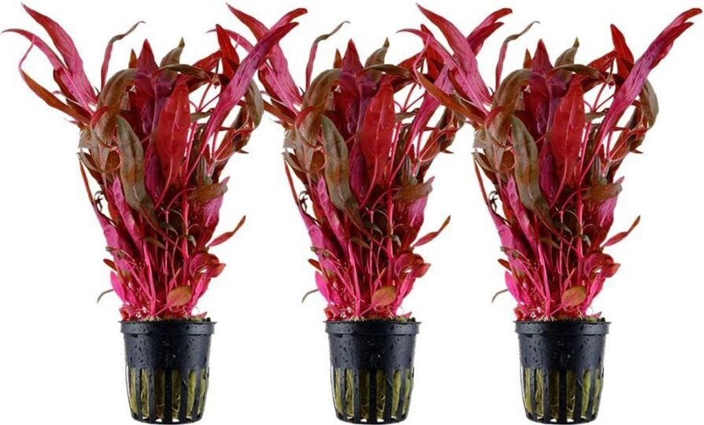Aquarium Pflanze 3 Stück Alternanthera reineckii 'Pink' Produktbild 