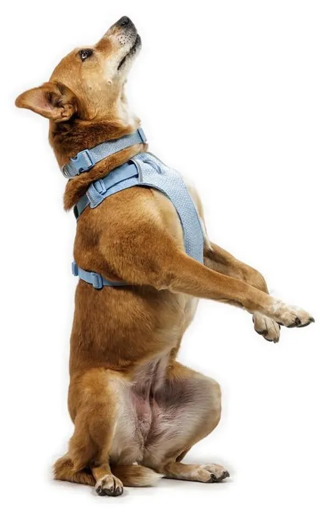 Collier Chien Réglable Ruffwear Front Range Flex Confort Bleu Polaire - 6