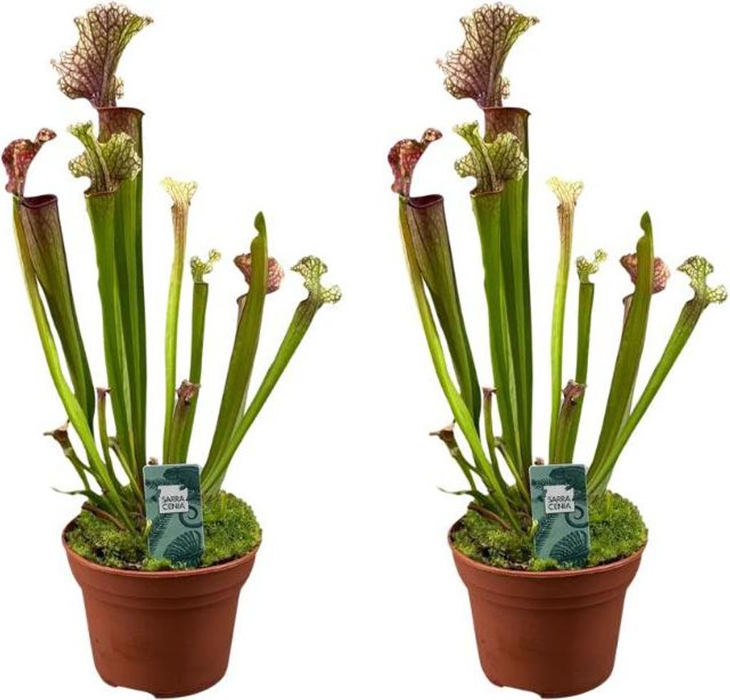 Schlauchpflanze Judith Hindle – 2 Pflanzen – Sarracenia – Ø12cm – ca. 30cm hoch – Fleischfressende Pflanze mit farbigen Schläuchen – ...
