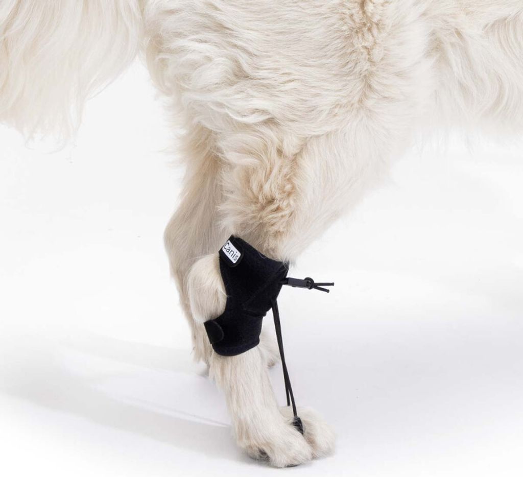Bandage zur propriozeptiven Korrektur für Hunde UmfangdesSprunggelenks 11,5 - 14 cm (Größe M)