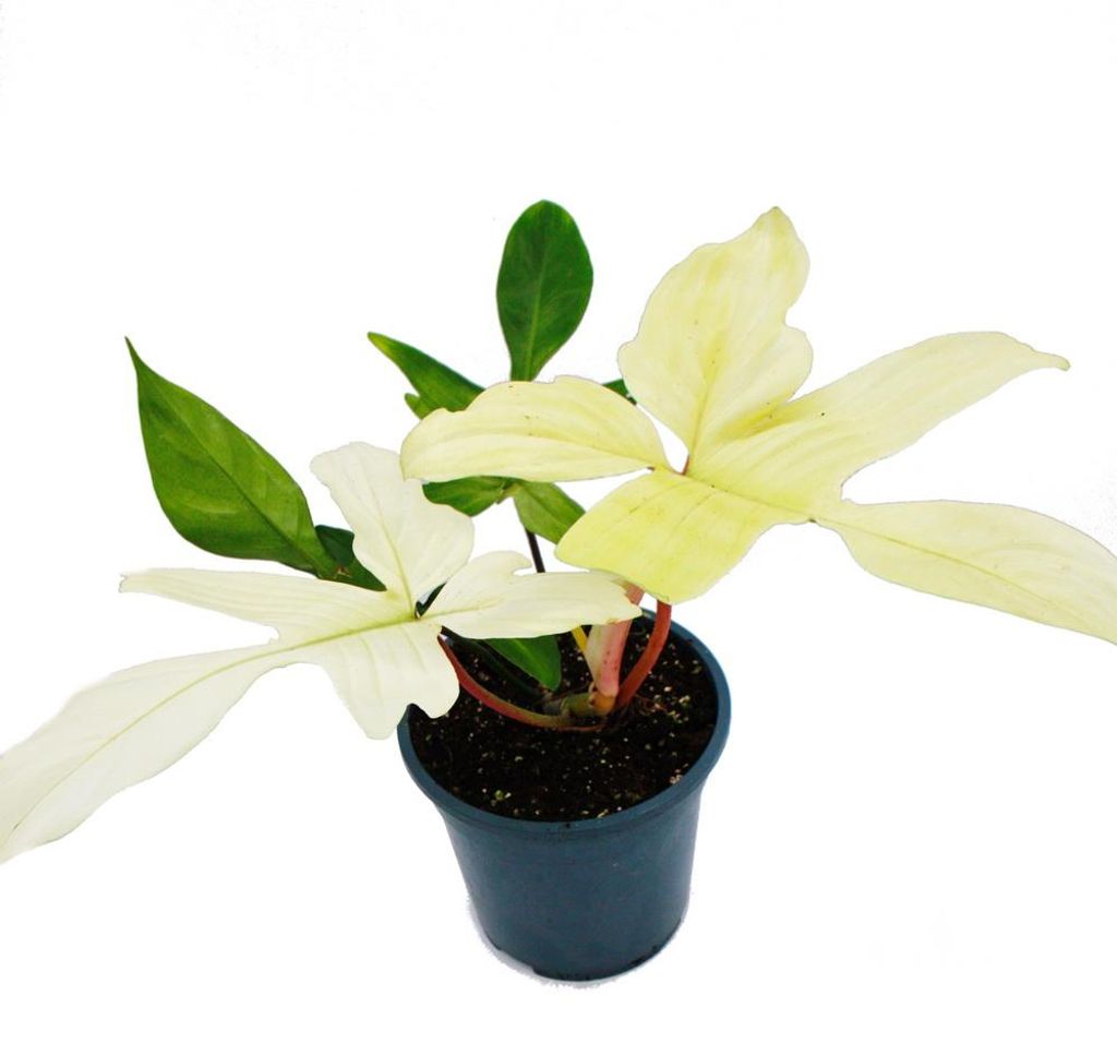 Philodendron Florida Ghost (Nazywany również Zdjęcie produktu 