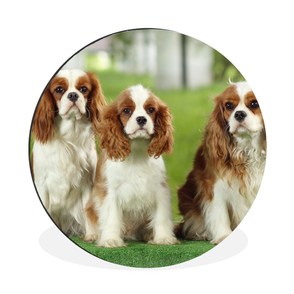MuchoWow Aluminium Wandkreis Vier Cavalier King Charles Spaniels in einer Reihe Ø 90 cm Wanddeko Modern Wohnzimmer - Mauerkreis - Wandbilder - R...