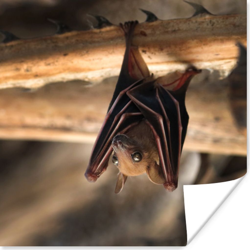 MuchoWow® Poster Baby - Fledermaus - Holz 75x75 cm - Wand Produktbild 