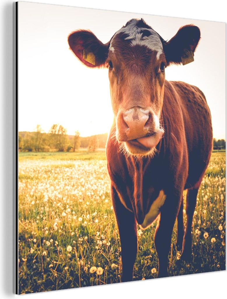 MuchoWow Wanddekoration Metall Metallbild Wandkunst 20x20 cm Kuh - Sonnenuntergang - Blumen - Gras - Tiere MuchoWow Aluminium Gemälde - Alu Dibond...
