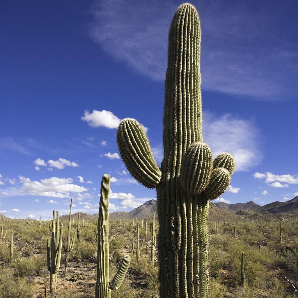 Saguaro-Kaktus (Carnegiea gigantea)  - 10 Samen Produktbild 