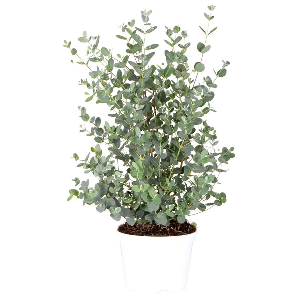 Eucalyptus gunnii   Gummibaum   Strauch   Immergrün   ⌀20 cm   ↕20 20 cm