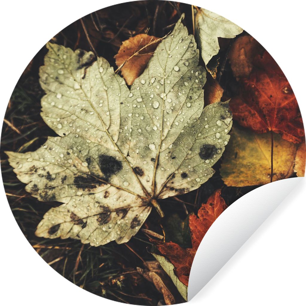 MuchoWow Runde Wandtattoo - Wandsticker Tapete Aufkleber Herbstblätter - Herbst - Jahreszeiten - Natur Ø 80 cm Selbstklebend und Repositionierb...