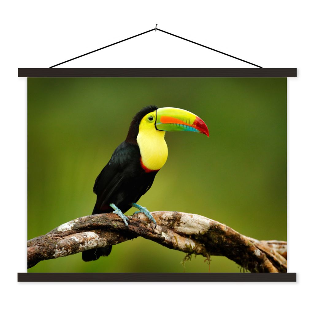 MuchoWow Textilposter Vogel - Tukan - Regenbogen - Grün - Zweig 120x90 cm mit schwarzem Rahmen - Aufhänger für Poster