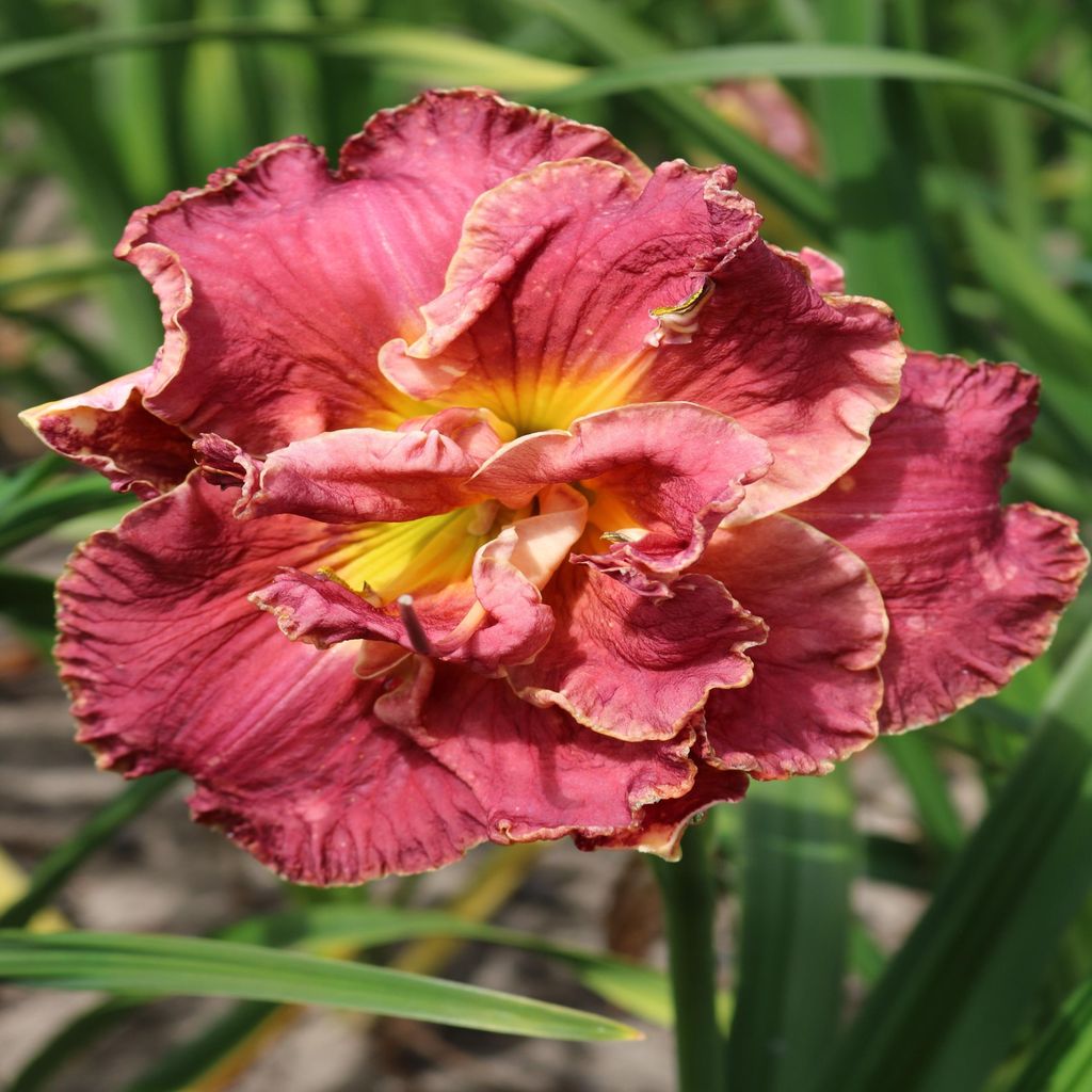 Hemerocallis Staude Rhizom winterhart Gefüllte Taglilie Ninth Millenium 1 St.