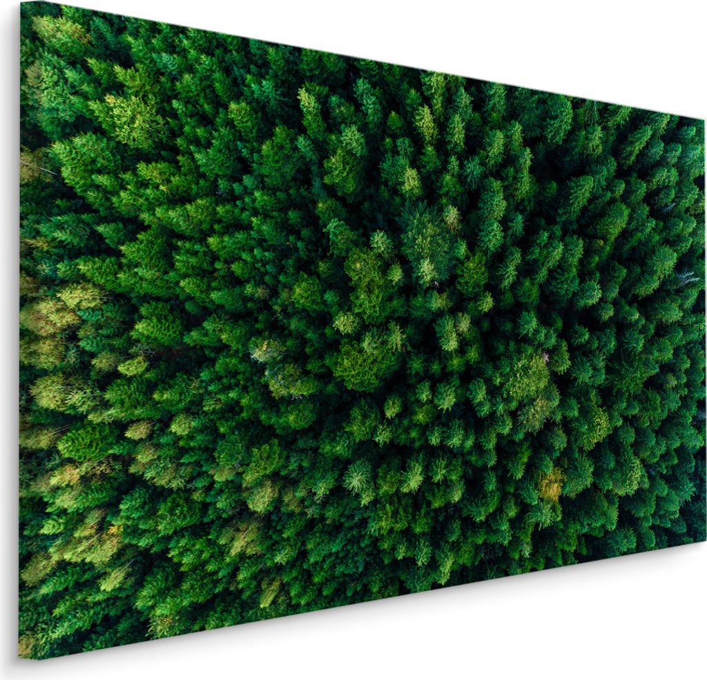 Fabelhafte Canvas LEINWAND BILDER 40x30 cm XXL Kunstdruck Wald Nadelbäume Bäume Grün