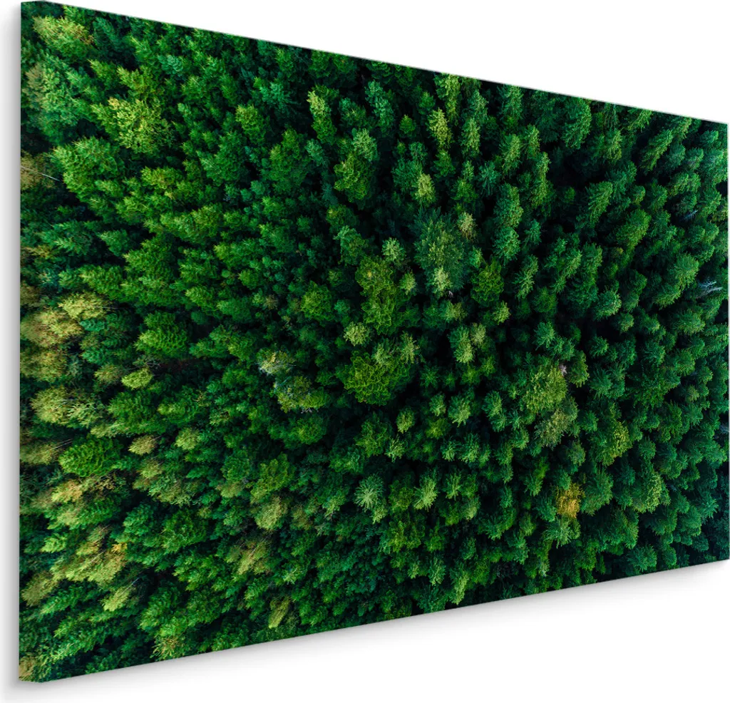 Favoloso quadro su tela 120x80 cm XXL Stampa d'arte Foresta Conifere Alberi Verde