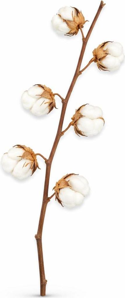Baumwollzweig Natur 65–75cm - Getrocknet - 6 Dolden - Boho Produktbild 
