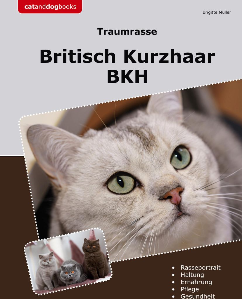 Traumrasse Britisch Kurzhaar