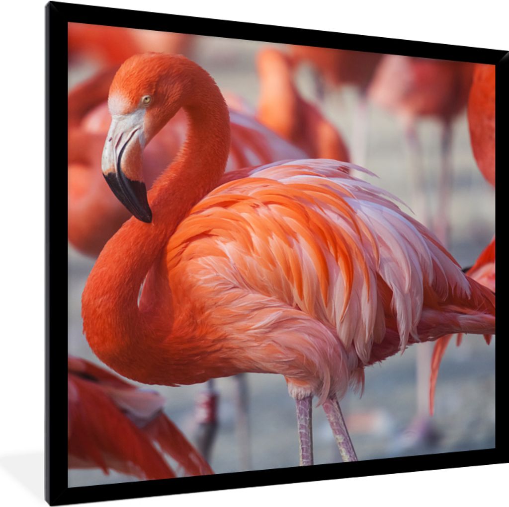 MuchoWow Gerahmtes Poster Flamingo - Vogel - Tiere - Rosa 40x40 cm - Poster mit Schwarzem Bilderrahmen Wandposter Rahmen Foto Bilder - Mit Rahmen...