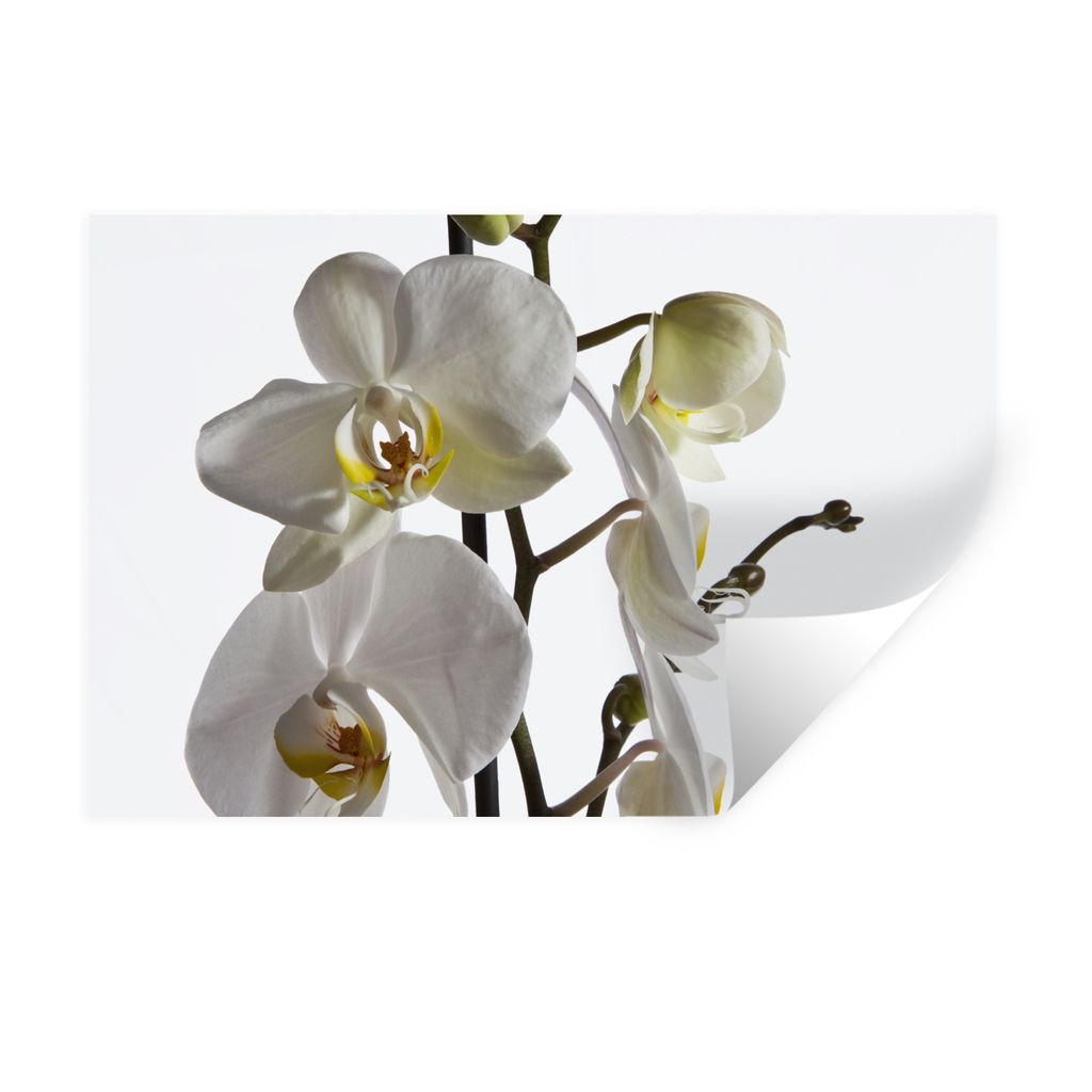 MuchoWow Wandtattoo Wandsticker Wandaufkleber Weiße Mottenorchidee 90x60 cm Selbstklebend und Repositionierbar - Aufkleber