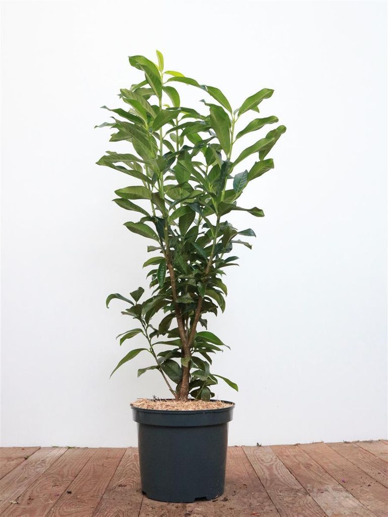 Prunus laurocerasus 'Genolia', Kirschlorbeer, immergrün, 80–100 cm