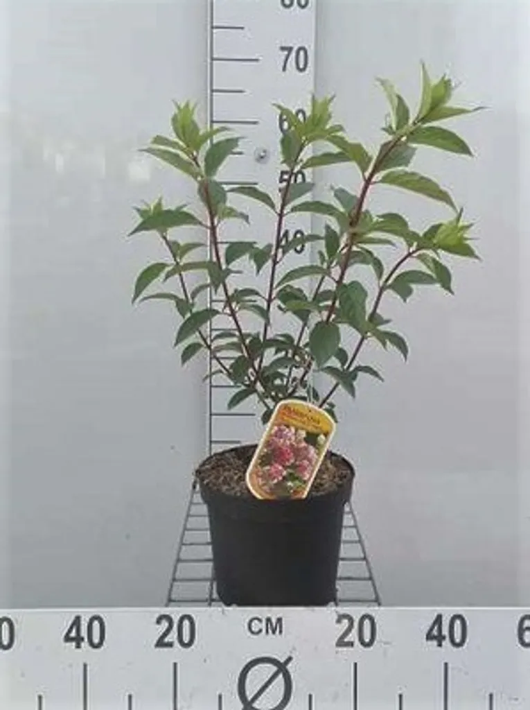 Hydrangea paniculata Vanille Fraise - Hortensia en pot de 40-50 cm