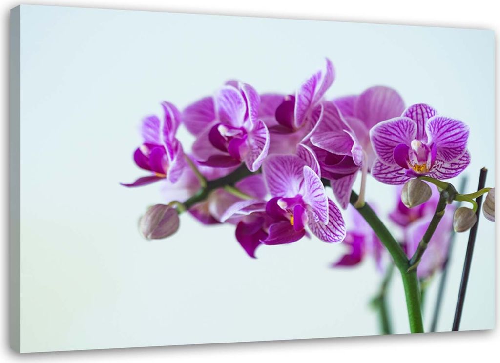 Leinwandbild orchideenzweig 90x60 cm Feeby lila wandbild bereit zum aufhängen