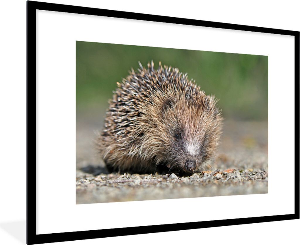 MuchoWow Gerahmtes Poster Igel auf Schotter 90x60 cm - Poster mit Schwarzem Bilderrahmen Wandposter Rahmen Foto Bilder - Wanddekoration - Fotos
