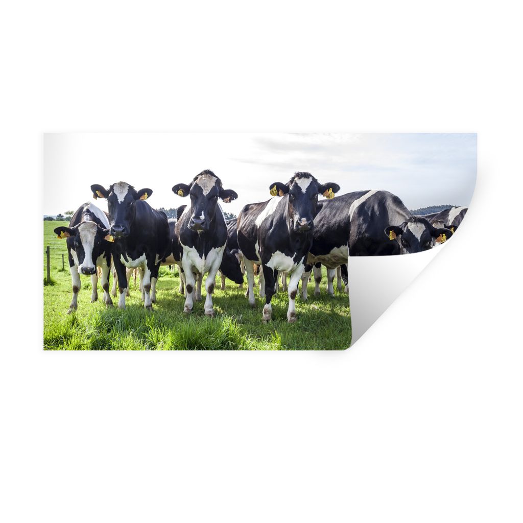MuchoWow Wandtattoo Wandsticker Wandaufkleber Kühe - Licht - Frühling 160x80 cm Selbstklebend und Repositionierbar - Sticker - Dekorfolie