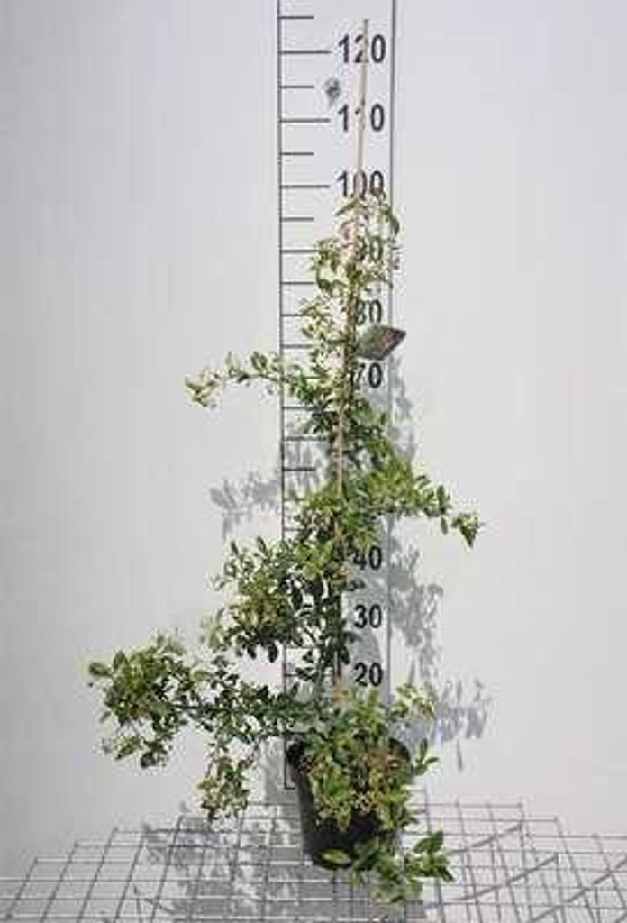 Pyracantha hybr. 'Soleil d'or' - Feuerdorn ‘Soleil d’Or’ 80-100 cm | Topf