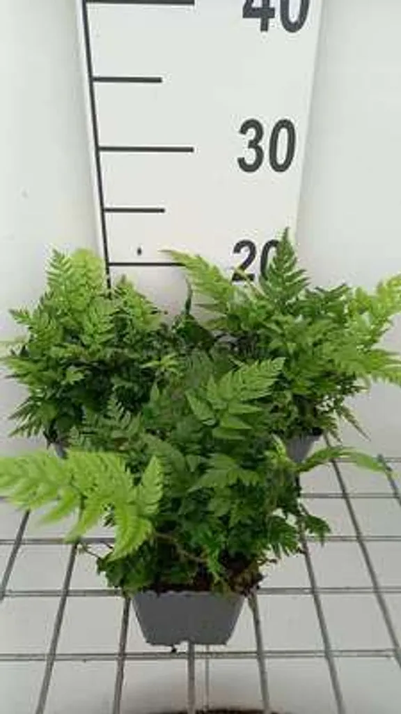 Fougère bouclier rigide Polystichum rigens : Lot de 6 plants vivaces