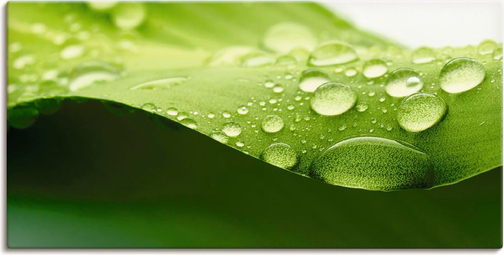 ARTland Leinwandbild Blatt Größe: 60x30 cm