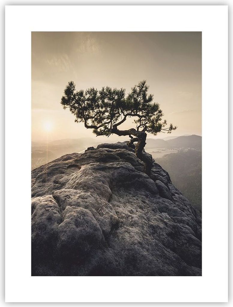 Poster - Poster ohne Rahmen - Alt Kiefer Berge - 30x40 cm - Wand Bild - Wanddeko - Wandbilder - Kunstposter - Wandposter - Bilder - Kunstdruck - Wa...
