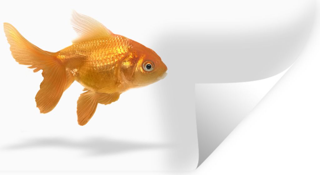 MuchoWow Wandtattoo Wandsticker Wandaufkleber Goldfisch - Weiß - Fisch 80x40 cm Selbstklebend und Repositionierbar - Aufkleber