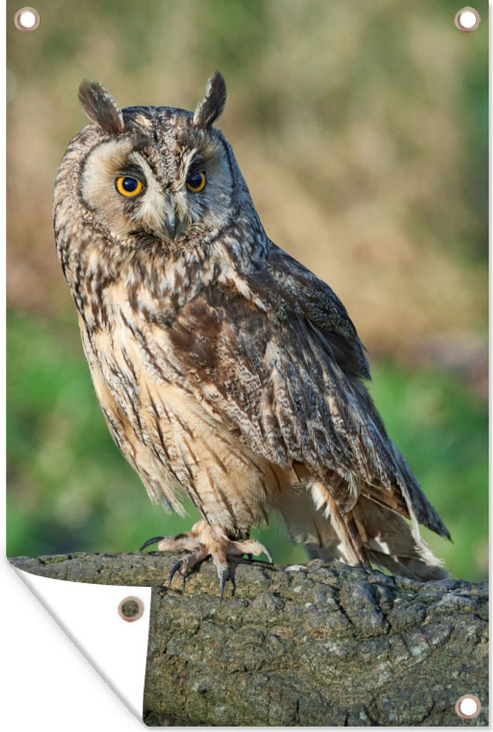 MuchoWow 60x90 cm Outdoor-Poster Gartendeko Sichtschutz Garten Poster für den Garten Bild einer Waldohreule