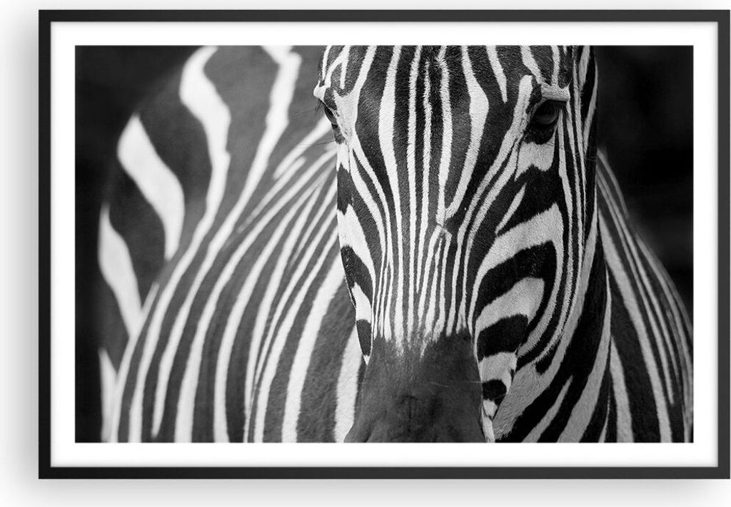 Gerahmtes Poster - Schwarzer Rahmen - Tiere Zebra gestreift - 91,5x61 cm - Wand Bild - Wanddeko - Wandbilder - Kunstposter - Wandposter - Bilderrah...
