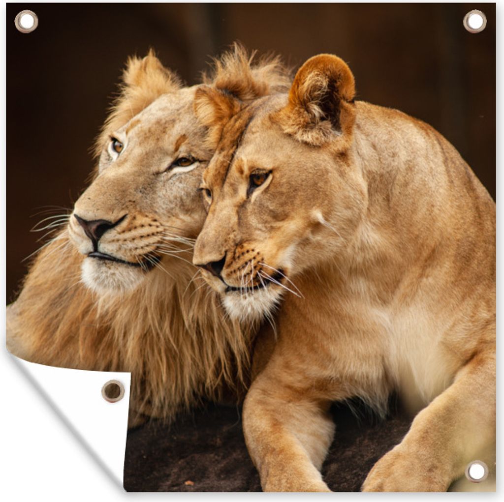 MuchoWow 50x50 cm Outdoor-Poster Gartendeko Sichtschutz Garten Poster für den Garten Löwen - Braun - Tiere