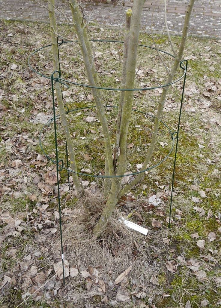 Rosenstütze Metall 60x35 Blumenstütze Strauchstütze Produktbild 