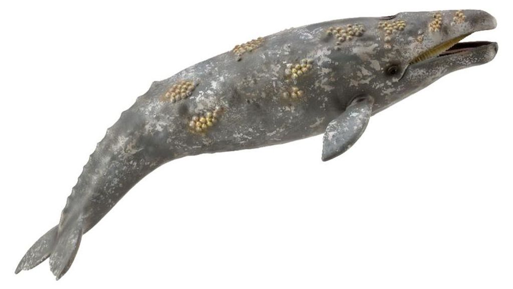 Collecta Szary Wieloryb - Collecta - Wysokiej jakości Zdjęcie produktu 