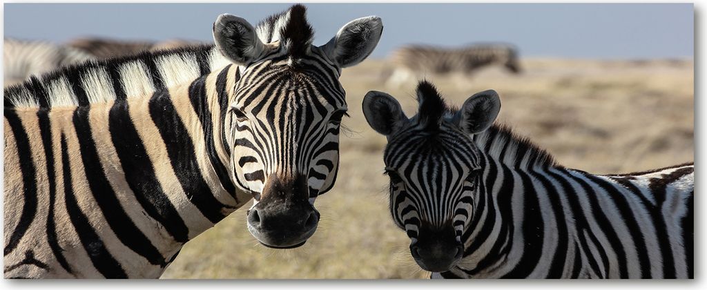 Tulup Leinwandbild - 125x50 cm - Wandkunst - Drucke auf Leinwand - Leinwanddruck - Tiere - Beige - Zwei Zebras