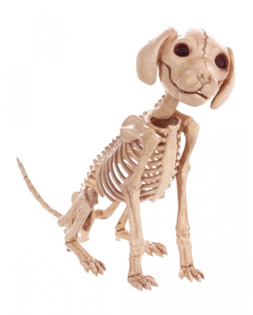 Hunde Skelett als Halloween Deko 30 cm Produktbild 