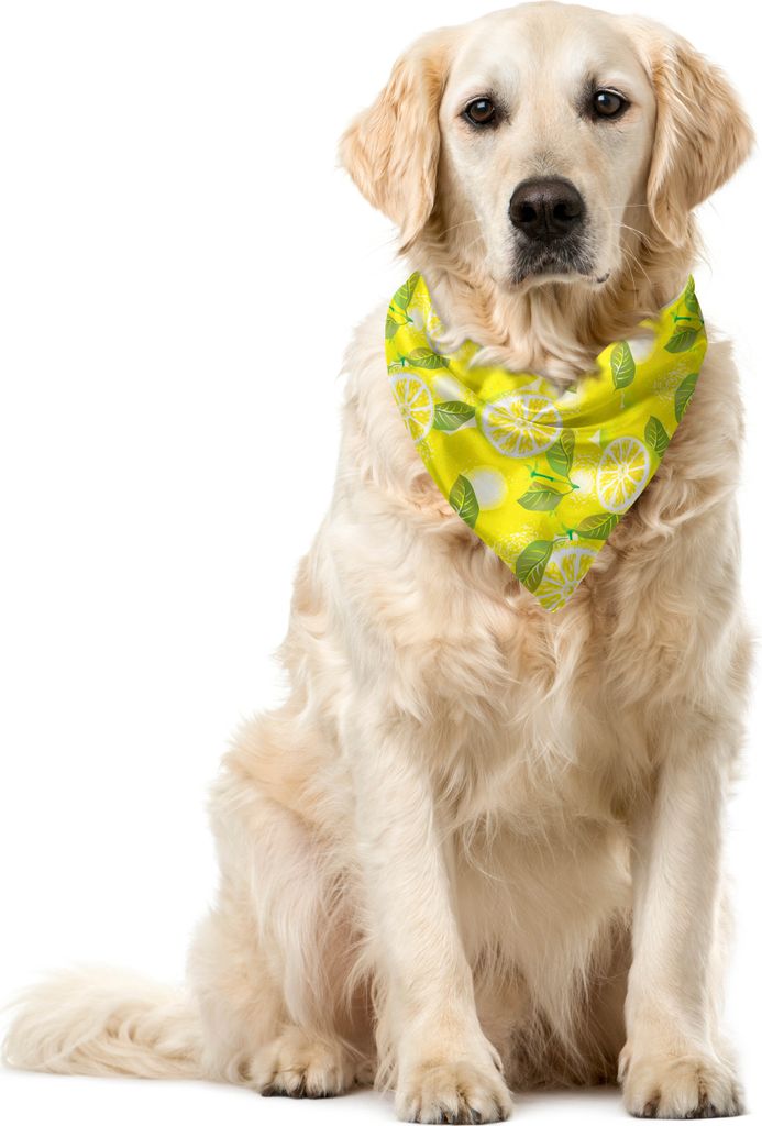 ABAKUHAUS Frühling Haustier Bandana, Frische Zitronen mit Blättern, 40x40 cm, Gelb Farn-Grün