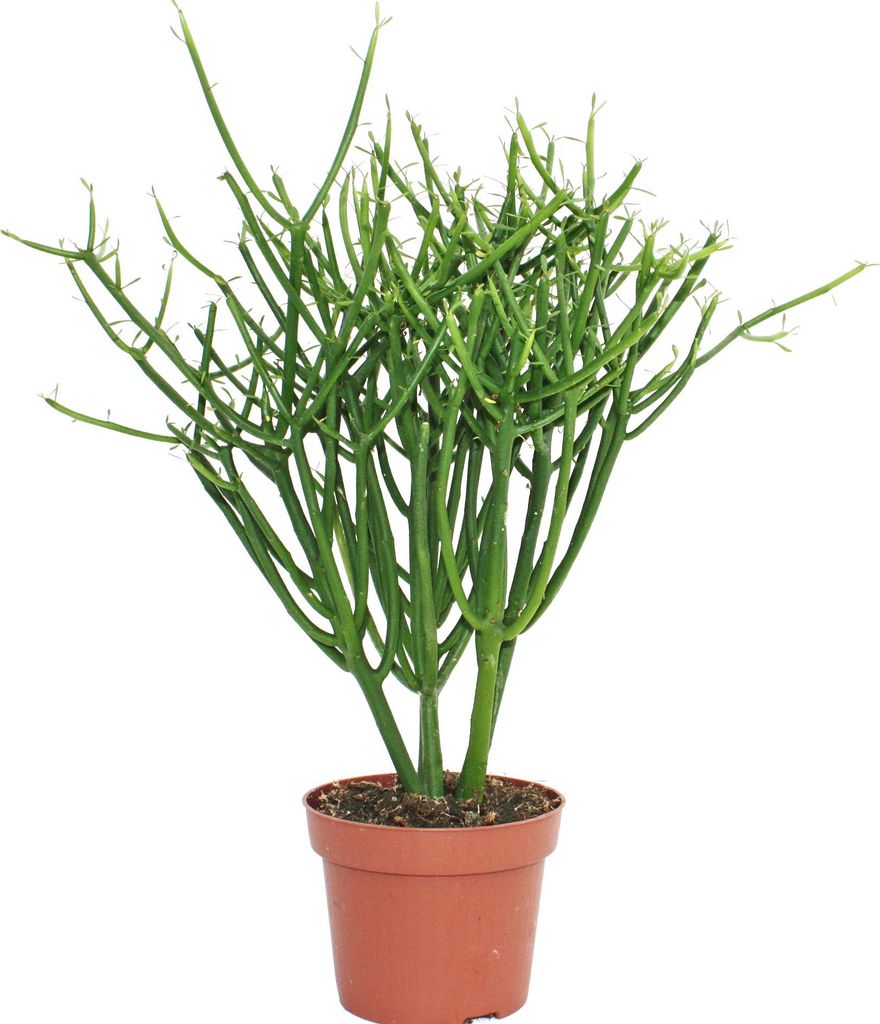 Euphorbia tirucalli – kaktus tužkový – velká rostlina v Obrázek produktu 