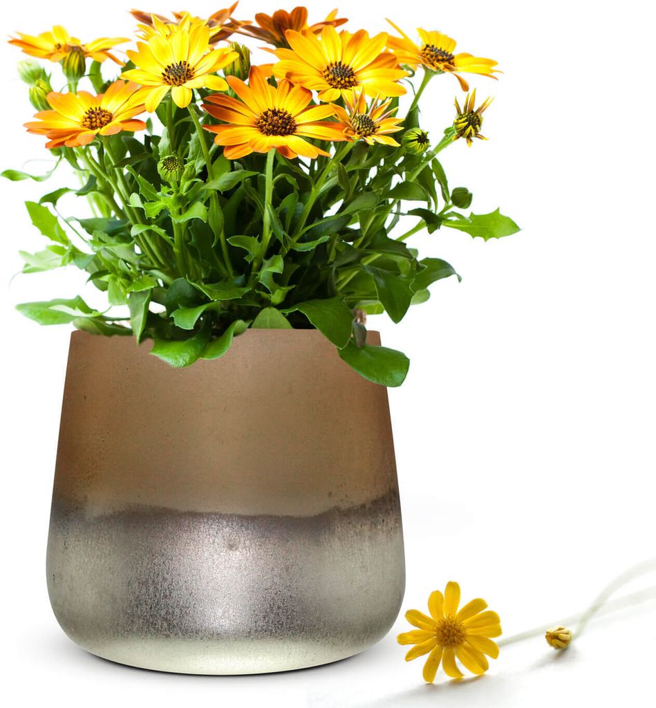 Blumenvase Barbara Tischvase Glasvase Dekovase Vase Blumentopf Pflanztopf (Orange)