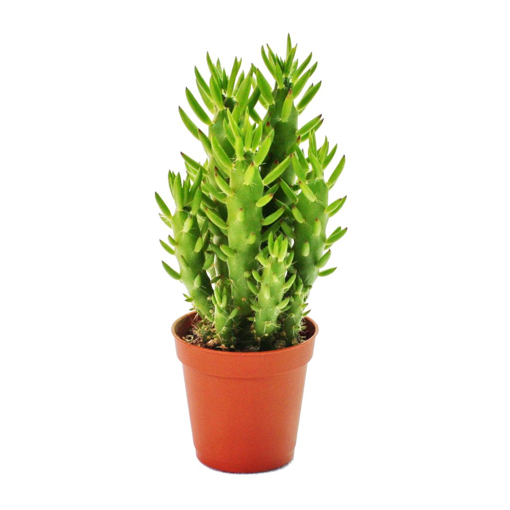 Austrocylindropuntia subulata - Figuier de Barbarie facile Image du produit 