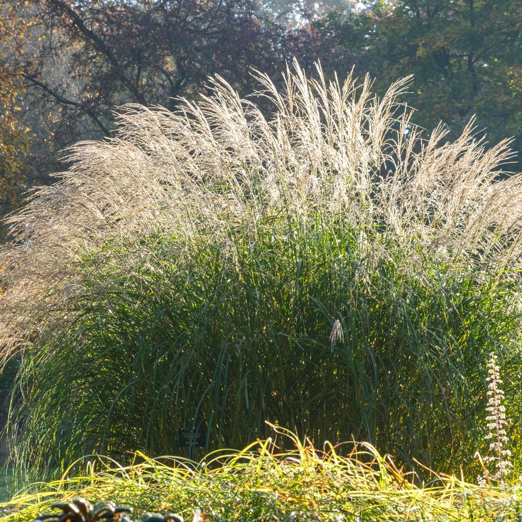 Bloomique - Lot de 3 - Miscanthus Sinensis - Roseau fleuri Image du produit 
